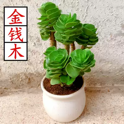 jin qian mu with pots soil succulents fa cai shu indoor good support drought yi huo evergreen old pile pot