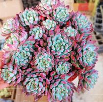  Succulent Dudu potted plants are good to feed simple meat pot plants Novice breeding large good-looking hypertrophic meat