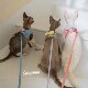 GINGERAIN ເຊືອກ traction ມືອາຊີບ German cat hairless cat walk rope anti-lost rope harness vest style breathable