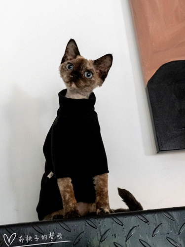 Гингрэйн безволосая одежда для кошки немецкая одежда для кошки, спонтанное жар, грязь, хорошая промывка, нет деформации внутри