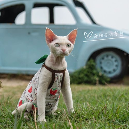 Гингрейн безволосой кошка Camisole German Cat Одежда кошка чистое хлопковое бамбуковое уплотнение качество листьев