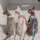 GINGERAIN ເຊືອກ traction ມືອາຊີບ German cat hairless cat walk rope anti-lost rope harness vest style breathable