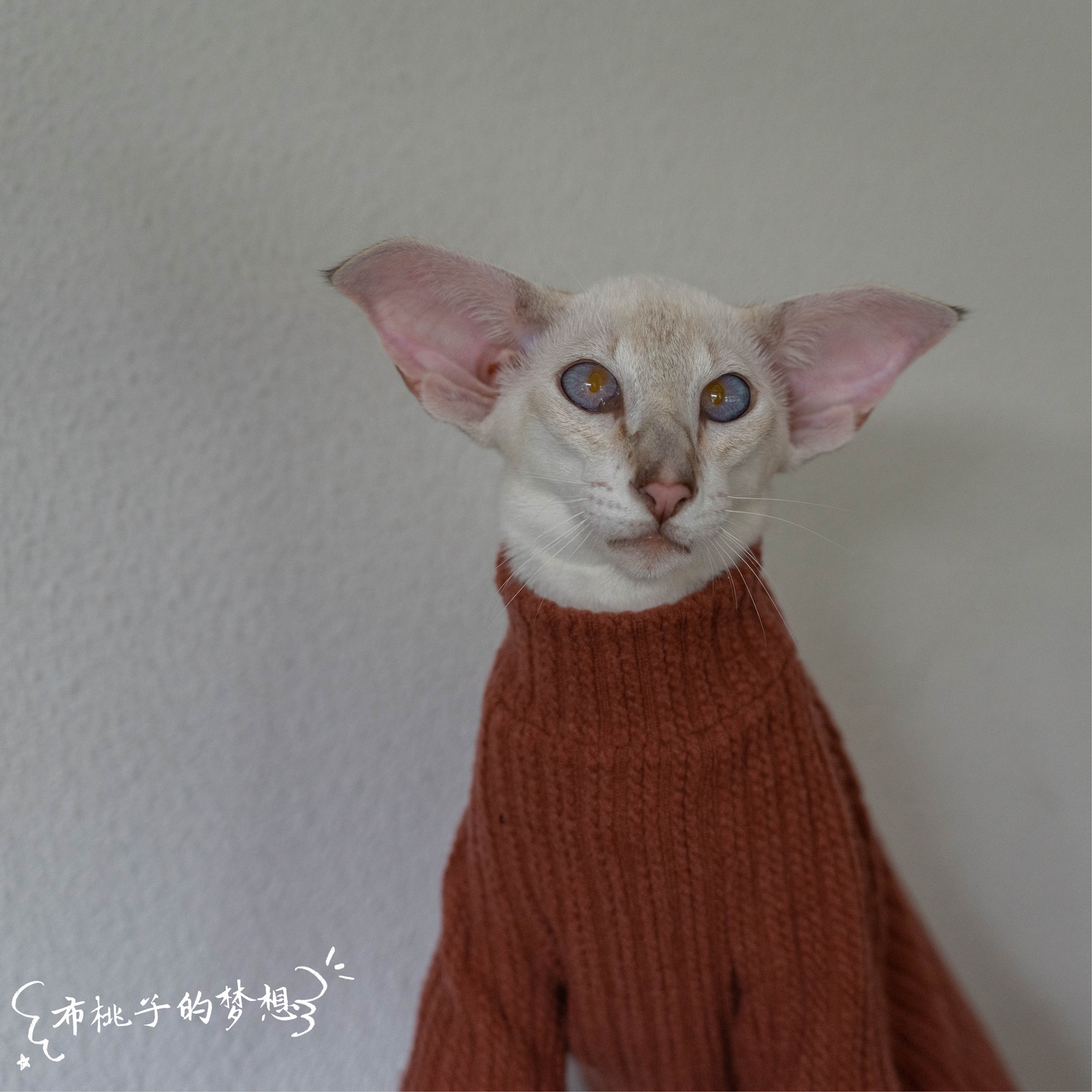 GINGERAIN Devon cat Abyssinian Oriental Shorthair Clothes Details High Stretch Sweater Keep Warm