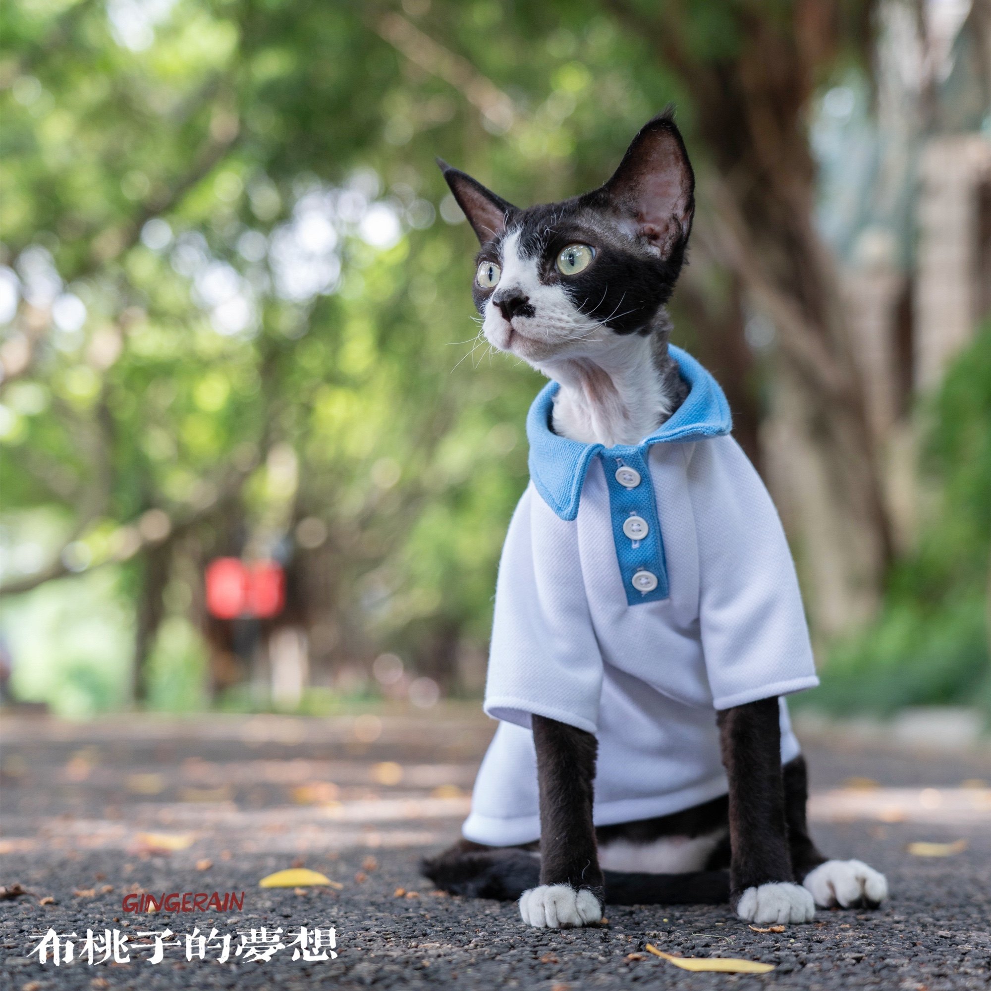 GINGERAIN German cat Abby East short hairless cat clothes middle school uniform kindergarten class clothes cotton breathable
