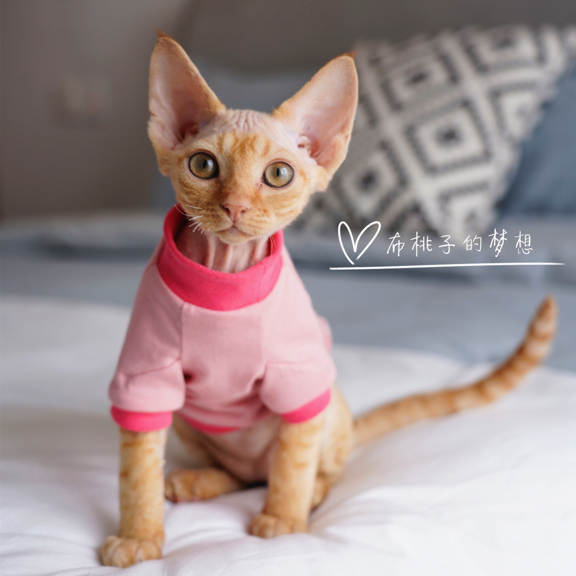 GINGERAIN DEVON CAT CLOTHES SPHINX HAIRLESS CAT CONIS ORGANIC COTTON Cotton