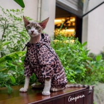 GINGERAIN BAO WEN Windsuit No Hairy Cat German cat sunscreen with hoodie drawing rope sucking up the underwear