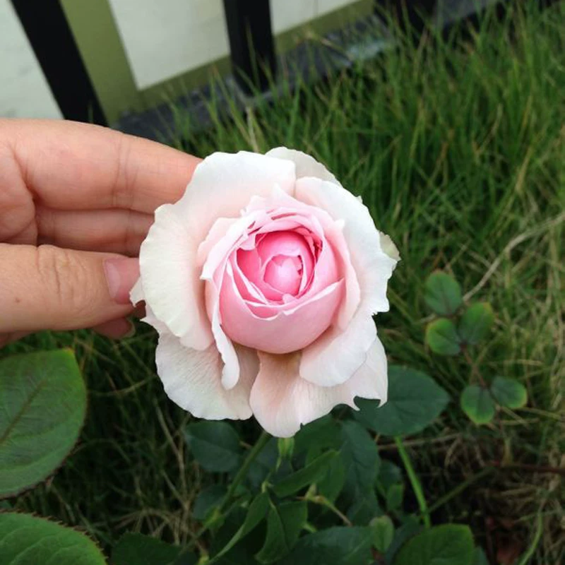 豁新 Vine rose Suversini climbing vine multi-flower rose seedlings large flowers rose seedlings