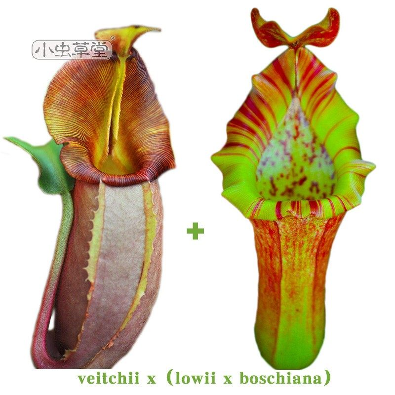 Vicx (Laux x Bosch) N. Real sapiens Large wide lip small caterpillar fungus Breeding Eater Plant Green Plant