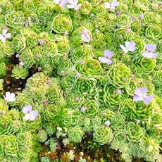 насекомоядное растение 爱丝捕虫堇小虫草堂食虫植物捕蝇草食虫草食人花多肉稀有贵货盆栽 Insects Cottage