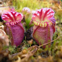 Earth bottle grass Small cordyceps herbivorous plant Potted green plant Indoor shade-resistant desktop Rare alternative Nepenthes strange