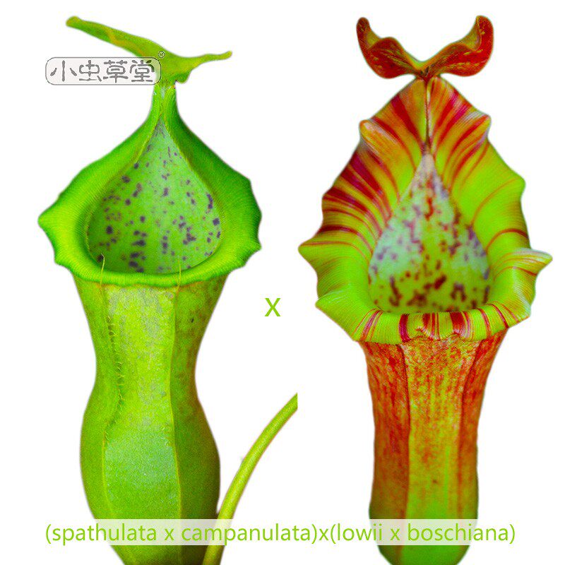 (spoon leaf x wind bells) x (Lawful x Bosch) The real seedlings of the Miao Little Caterpillar Fungus Plant Potted Plant Potted Plant