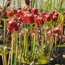 Huili Red bottle grass Small Cordyceps hall Insectivorous plant Potted seeds Cold-resistant purebred insect trap biological control