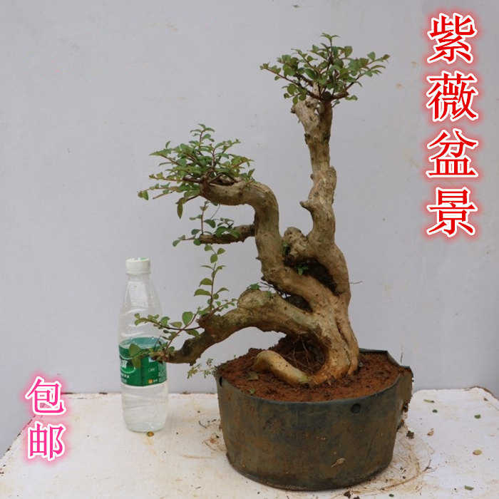 紫薇盆景樹樁老樁盆景百日紅癢癢樹花卉綠植盆栽奇趣植物