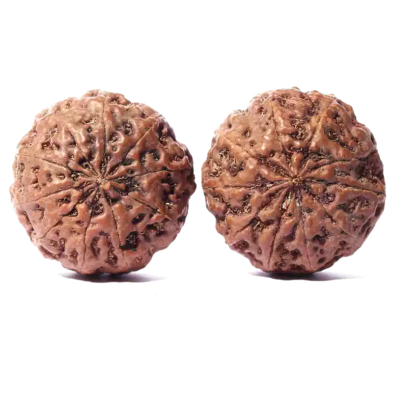 文玩爆肉金剛菩提五瓣六瓣戰神碧根果手串野外生原籽男盤玩女單圈