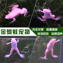 Golden frog small toad living pet frog small golden frog living dragon fish feed frog Golden toad frog living