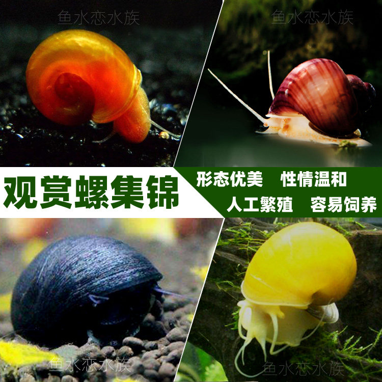 Ornamental snail live apple snail golden snail killer snail bee pagoda snail fish tank in addition to algae pet snail