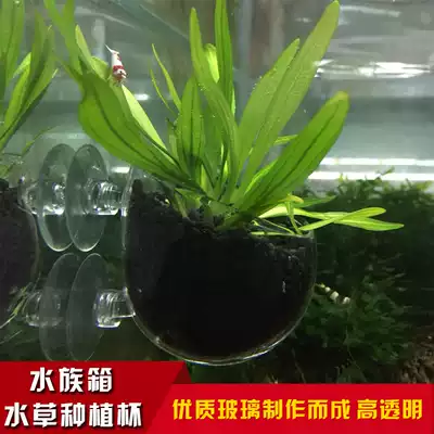 Aquarium fish tank aquatic plant planting landscape cup crystal glass polka type landscape planting basin with suction cup