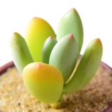 Красная красавица Многоцелевая растение оптовая комбинированная горшка из горшка из мясо