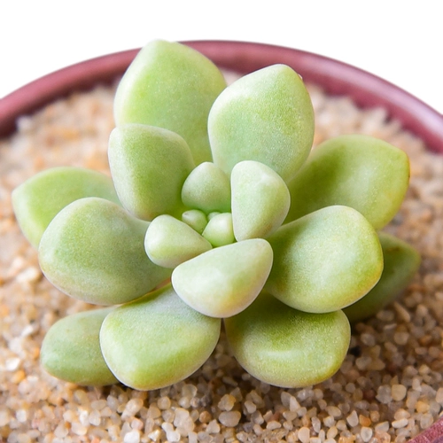 Maruye ji Qiuli Моральное растение Оптовое мясо мясное мясной