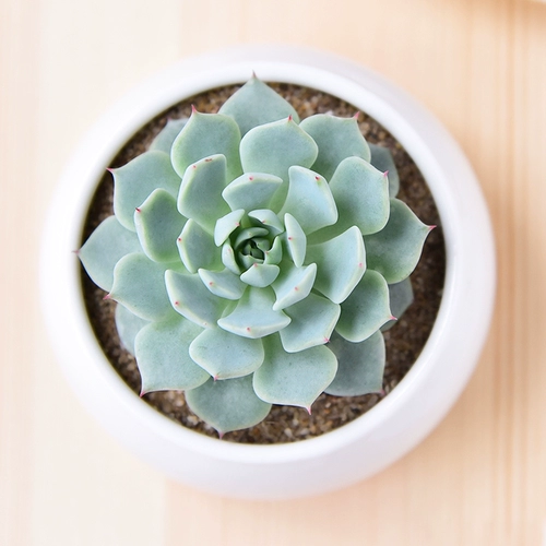 Красное когтя сочные растения Оптовое мясо мясной дуду из горшки из горшки зеленое растение Цветочное мясо и мясо Внутреннее растение Сочное