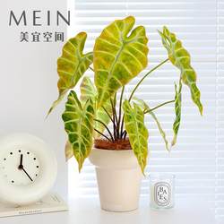 Simulated Green Velvet Calla Lily Autumn Red Green Plant Colorful Taro Leaf Feel Background Wall Window Landscaping Plant Corner Forest Style