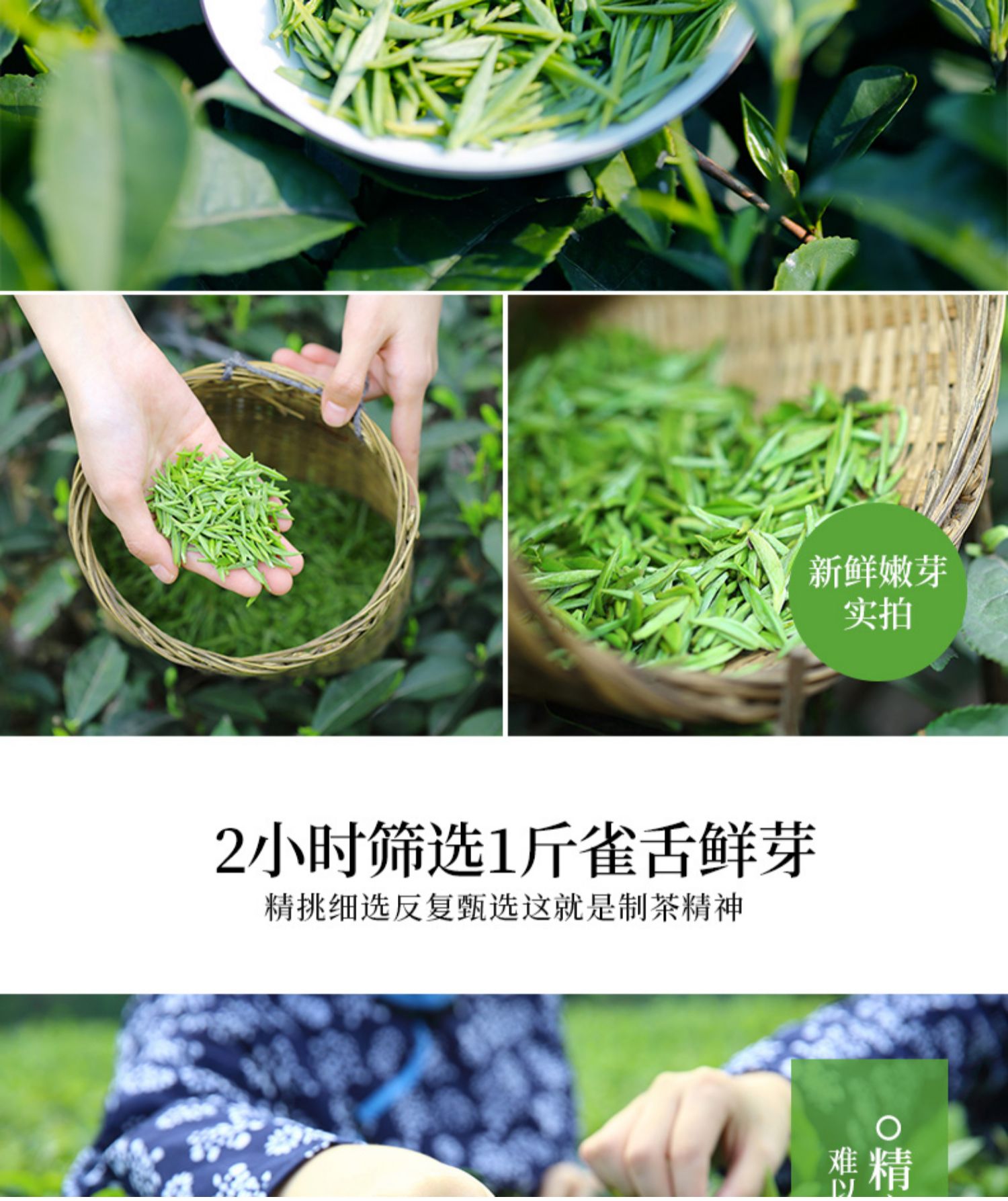 买一送一川红雀舌绿茶四川嫩芽散装共200g