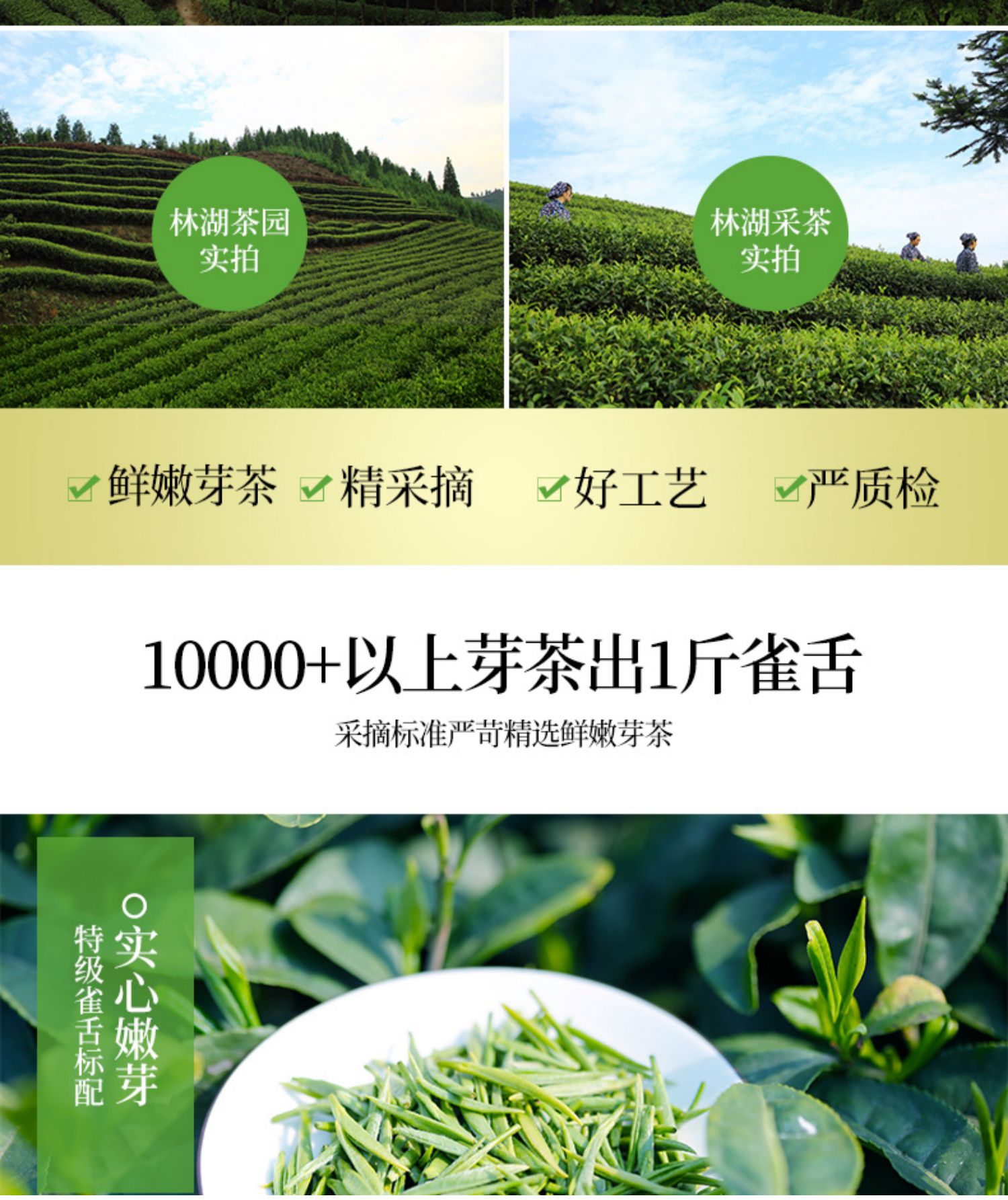 买一送一川红雀舌绿茶四川嫩芽散装共200g