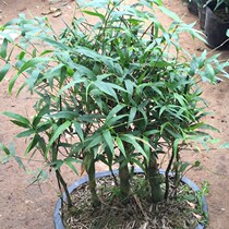 Buddha belly Bamboo Arhat Bamboo seedlings Bamboo Buddha belly Bamboo Bonsai Flowers Buddha belly Bamboo seedlings Buddha belly Bamboo potted plants