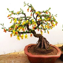 Golden bird Bonsai North bird physical object one thing one shot delivery according to the map