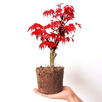 Red maple seedlings Japanese red maple Chinese red four seasons red garden greening Red maple red Wuji potted red maple bonsai seedlings