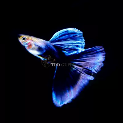 進口大尾撐藍禮服緞帶大孔雀魚特大體觀賞魚熱帶魚鳳尾小型淡水魚