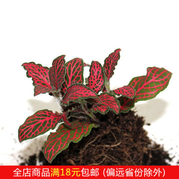 Red big flame reticulated grass can be hydroponic Moss Micro landscape DIY background mini plants small potted plants