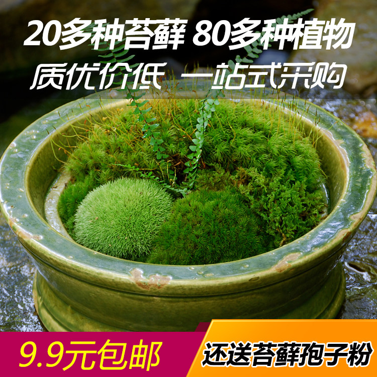 Live Green Moss Moss Microscape Eco Bottle White Hashy Mountain Potted Mini Plant Diy Material