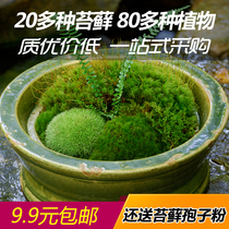 Fresh Moss micro landscape ecological bottle White Moss rockery potted mini plant diy material