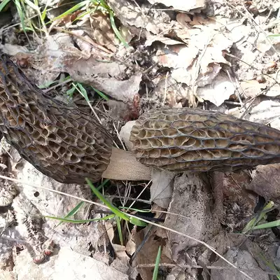 Farmhouse Morchella Shennongjia high altitude fungus edible fungus dry stew soup ingredients 100g