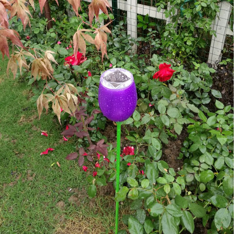 ���׿���̫���ܻ���ͥԺ��ƺ��