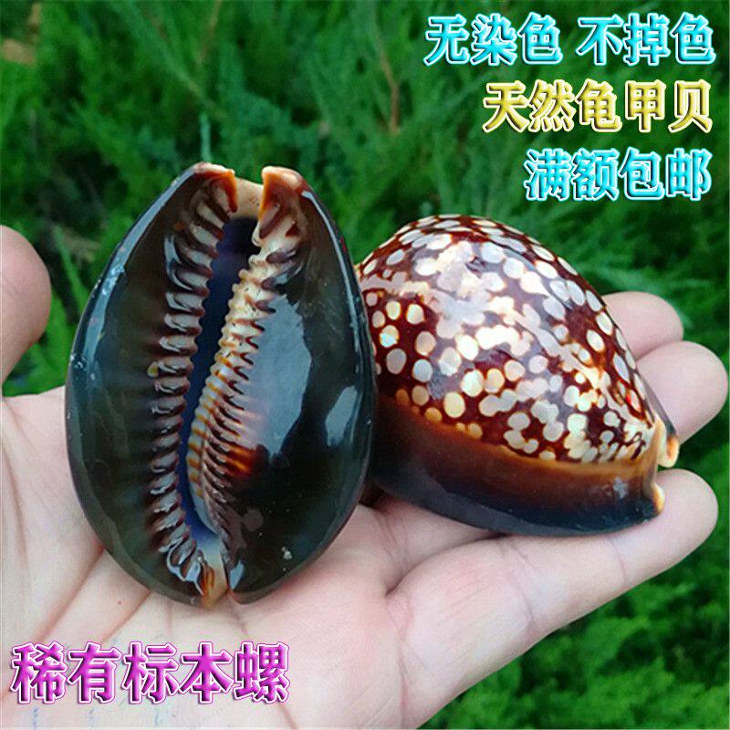 Naturally rare sea screw shell turtle Scarb Spirit Spirit Screw Hand Piece Fish tank to make a Mediterranean home collection