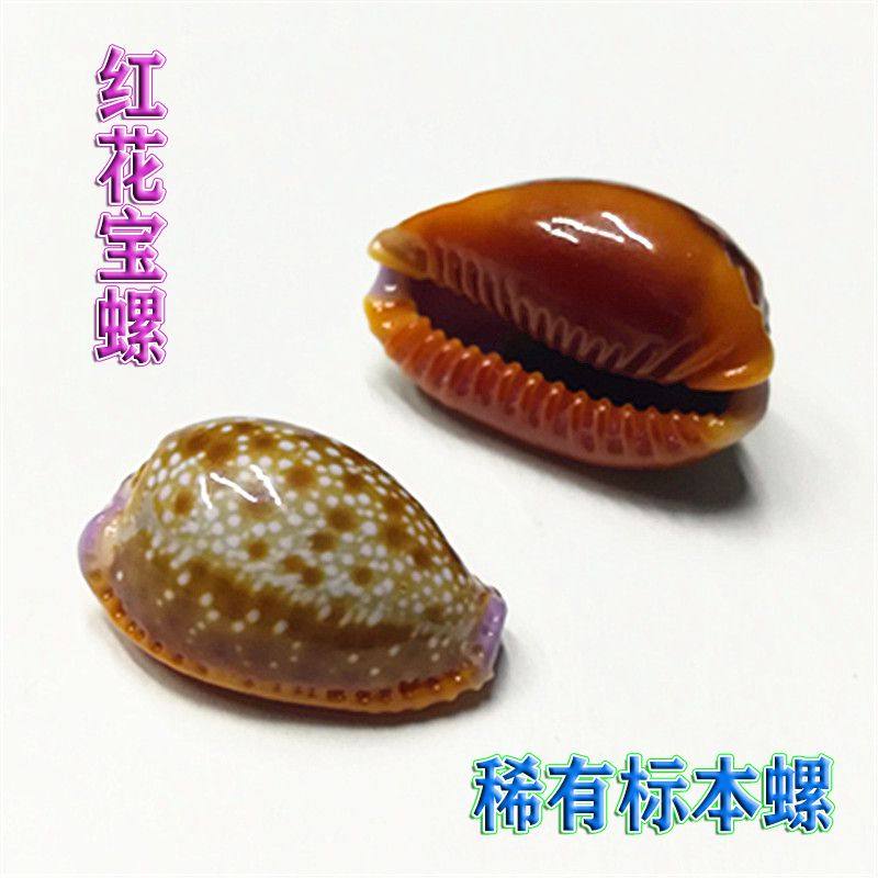 Natural sea snail shells 2-3 cm Safflower Treasure Snail Fish Tank aquarium View Decoration Shop Windows Design Diy Hand