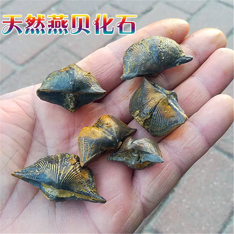Natural conch shell paleontological scallop stone Swallow fossil Swallow shell raw stone Collection specimen Teaching specimen