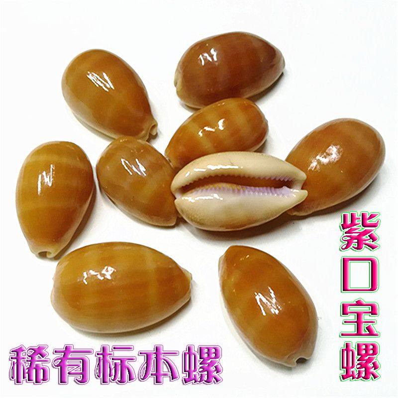 Natural rare conch shell purple mouth snail specimen snail fish tank aquarium landscaping home collection ornaments