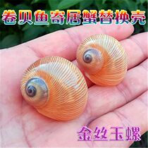  Natural conch shell snail snail golden silk jade snail rare specimen snail fish tank aquarium landscaping ornaments