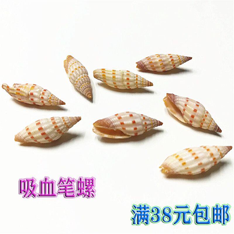 Natural Shell Sea Snail Suction Blood Pen Snail Fish Tank Aquarium Water Decoration Microscopic View Specimen Collection Shooting Props