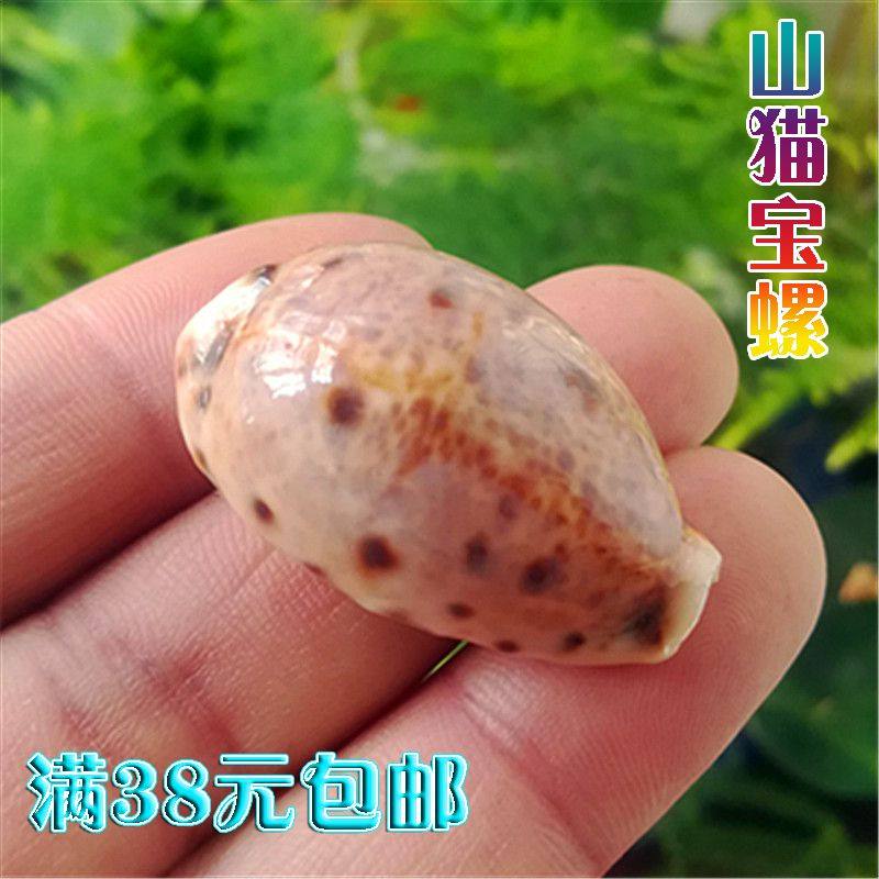 Natural Marine Snail Shells Mountain Cat Treasure Snail Rare Specimen Snail Fish Tank Water Clan's Scenery Decoration Terrace Wall Sticker DYI