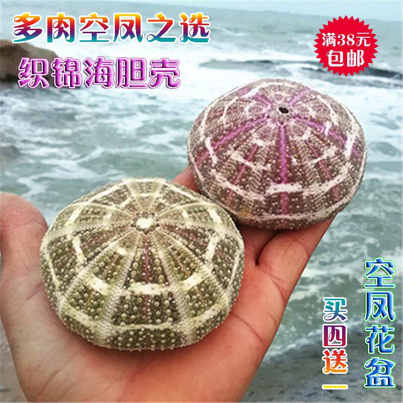 Natural Sea Snail Shells Sea Urchin Shell Empty Crested Flower Pots Creative Diy Terrace Lampshade Housing Adorned Multi-Meat Flowerpots