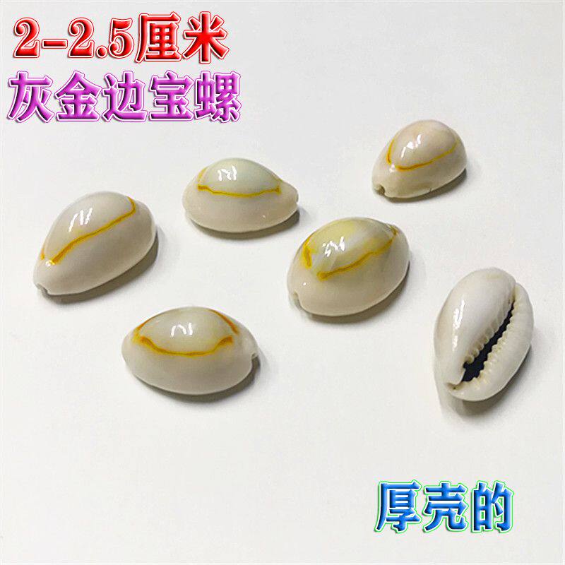 Natural sea snail shells grey Phnom Penh Pospire fish tank Water ethnic decoration Terrace Microscape Fabrication Dy Hand Materials