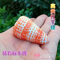  Natural conch shell red taro snail rare specimen snail fish tank aquarium landscaping window floor decoration
