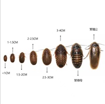 Dubiya cockroach live bait larvae pressed into various specifications of Mane lizard dragon fish feed