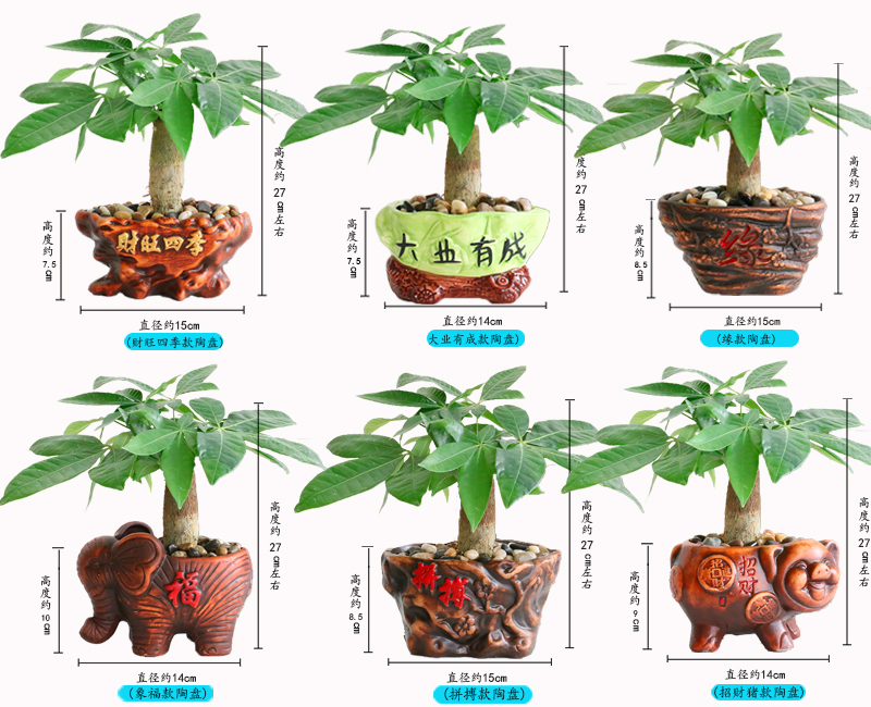 Cây may mắn trong chậu cây cảnh nhỏ trong nhà trang trí cây cảnh phòng khách may mắn cây tiền lớn gốc cây tiền tiền cây - Trang trí nội thất phụ kiện trang trí nhà đẹp