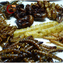  Insect note Edible insect food package Edible zerg combination package Ha worm grasshopper bee pupa etc