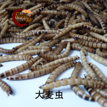  Fresh barley worm golden worm fried green worm gourmet barbecue edible insect fresh delivery
